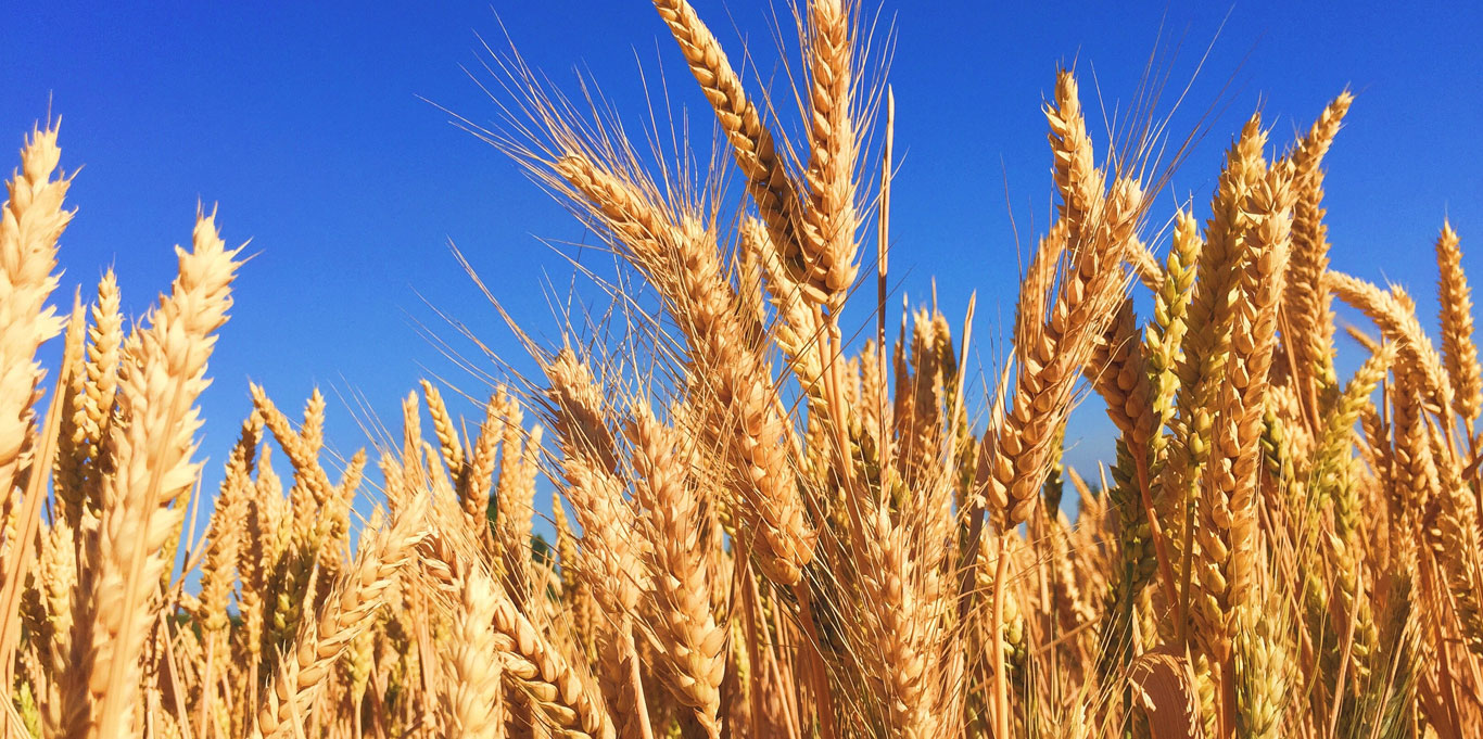 Close-up of wheat stalks against a blue sky